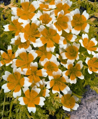 Picture of Limnanthes - Douglasii